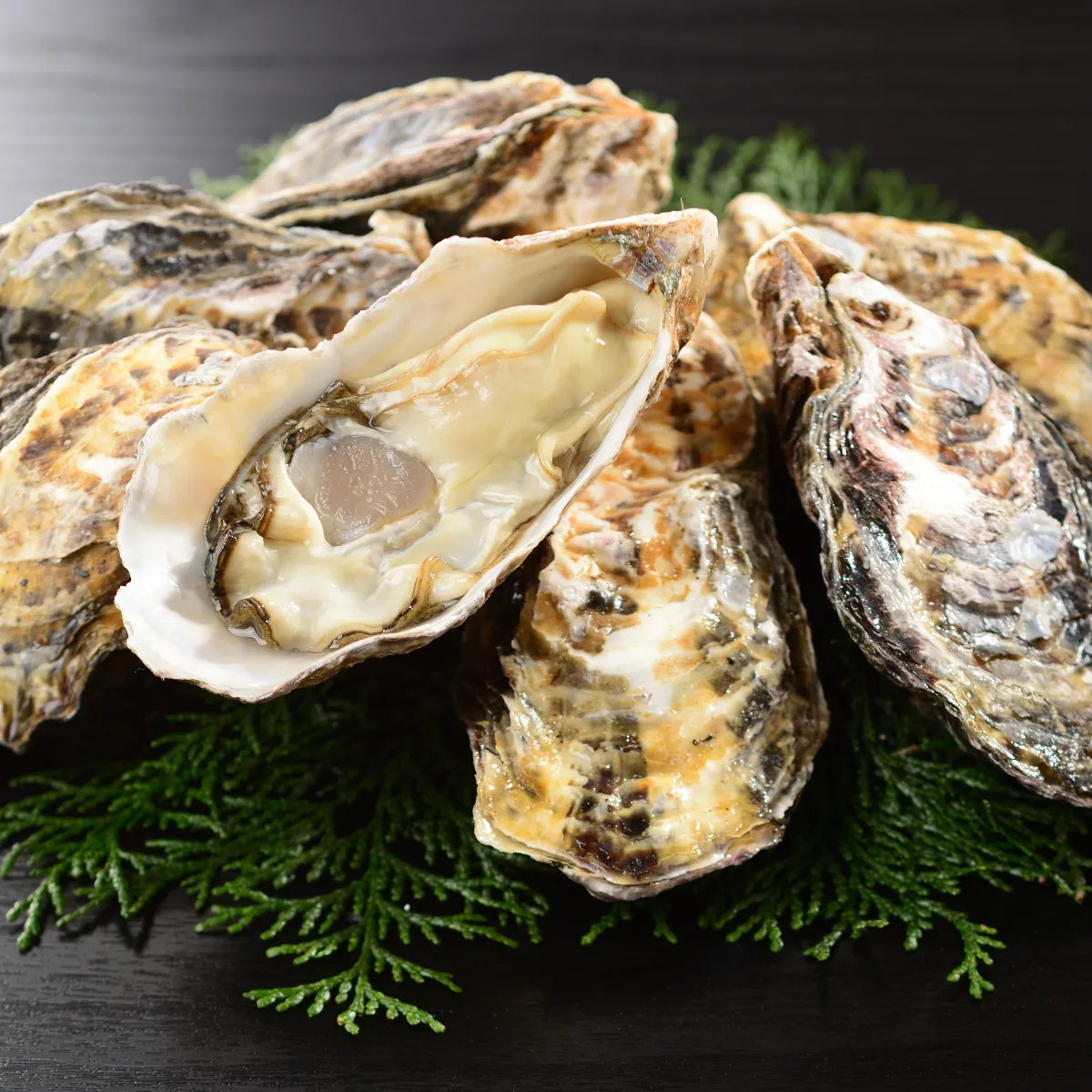 サロマ湖牡蠣フェア 11月1日スタート！